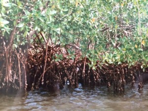Mangroves